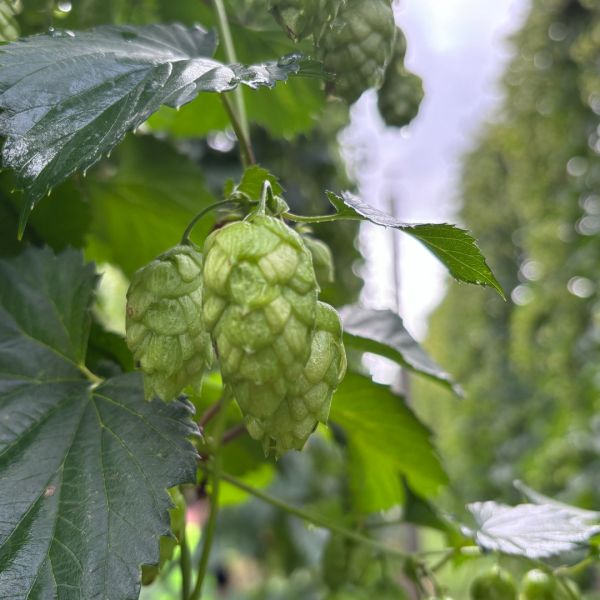 Why Brewers Worldwide Love New Zealand Hops